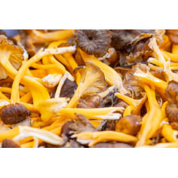 Dried cantharellus lutescens