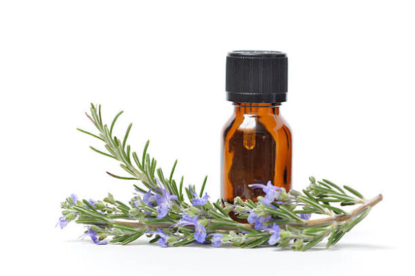 Organic Rosemary Essential Oil – 1kg