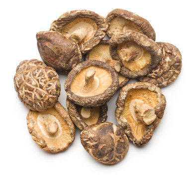 Shiitake (Lentinula edodes) Premium - 7kgs